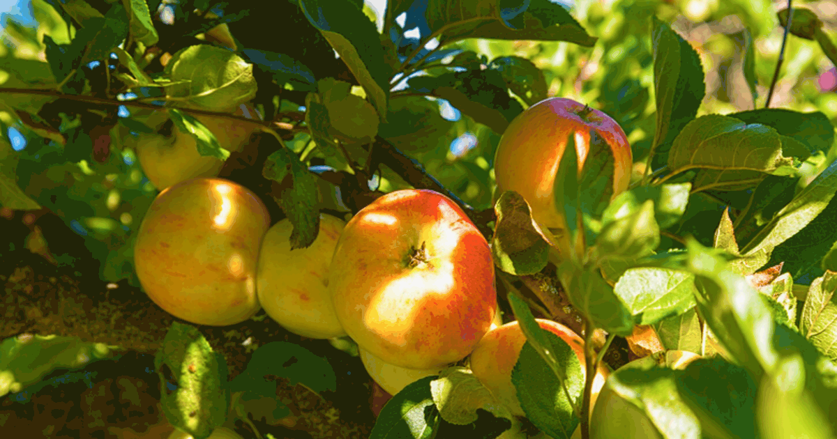 Учёные выяснили, что современные яблоки продолж...