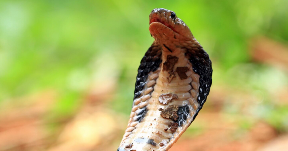 Исследование показало, что западногатские корол...