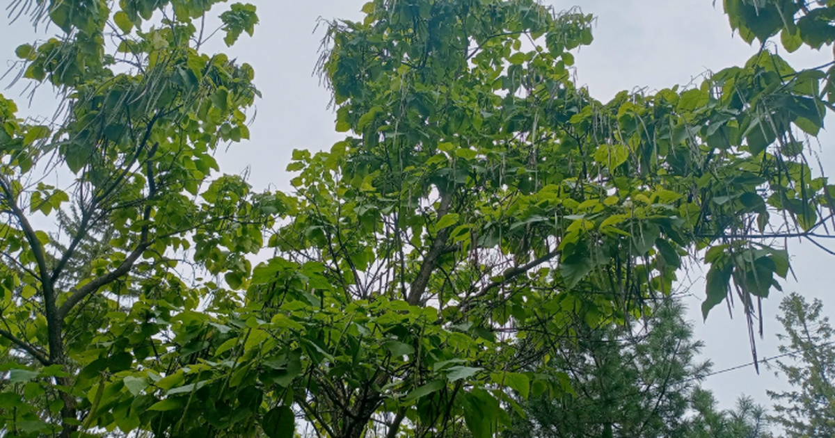 Деревья под окнами: когда их обязаны убрать по ...