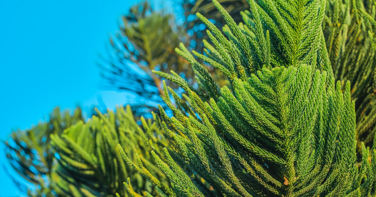 Российские ученые нашли в лиственнице вещество для защиты сердца и сосудов Флавоноид дигидрокверцетин из лиственницы может...