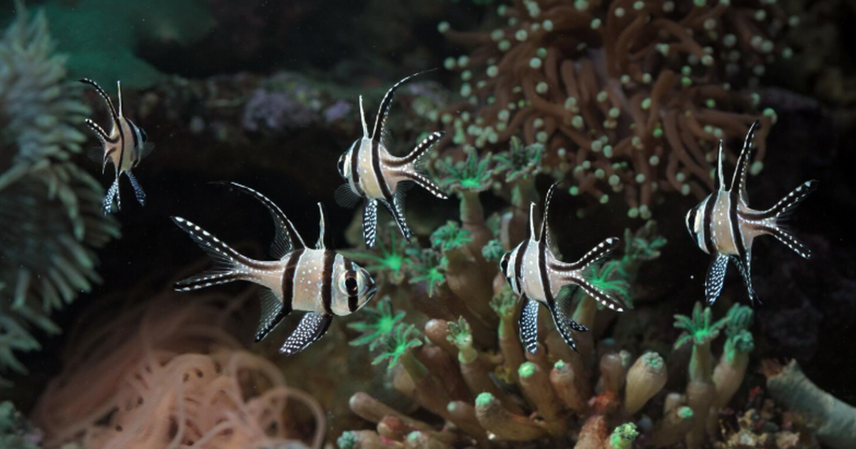 Шум в океане удивил ученых: громкие звуки угрожают жизни животных Исследование в канадской бухте Кембридж-Бей пок...