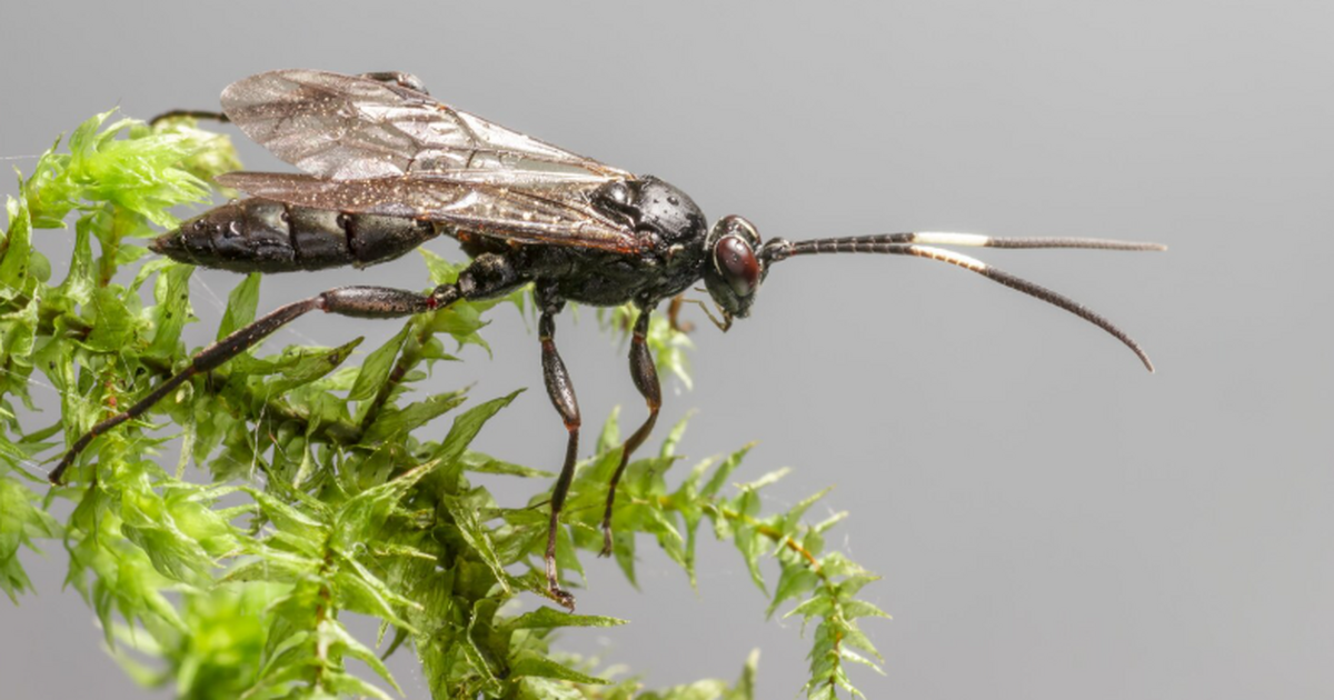Учёные в Nature пересматривают причины гигантиз...