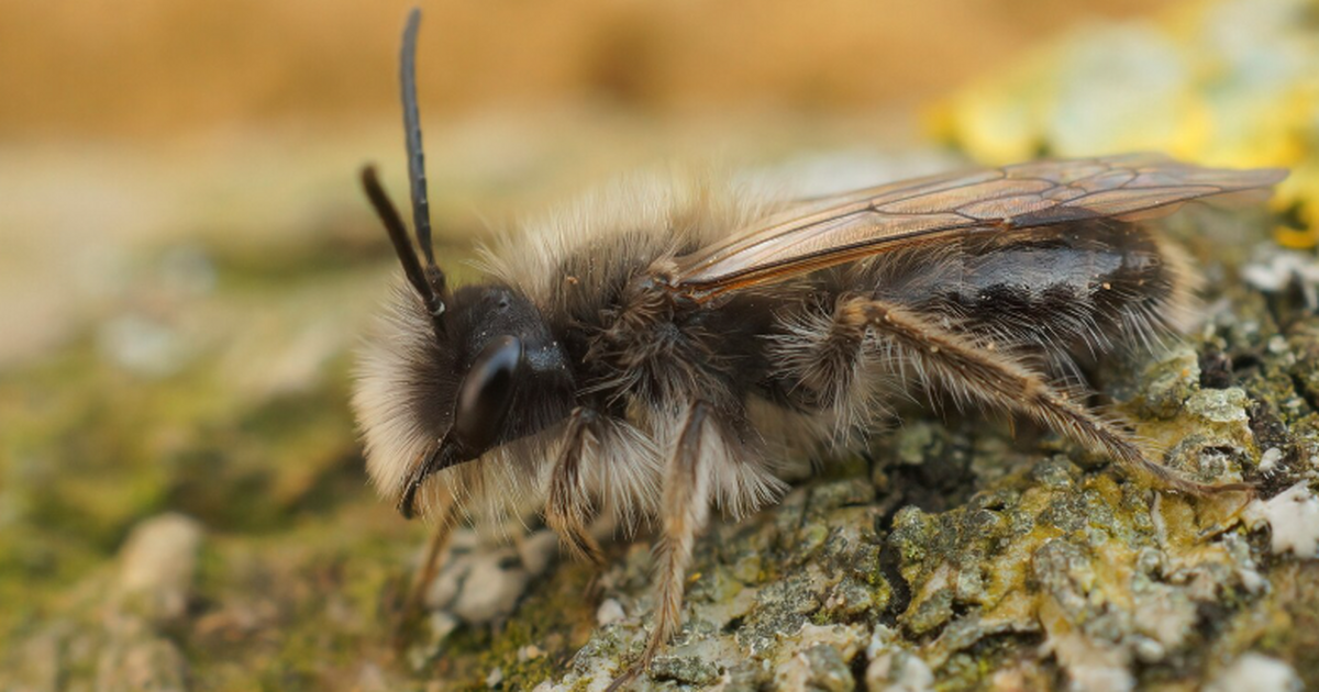 Учёные нашли в штате Нью-Йорк огромную колонию ...
