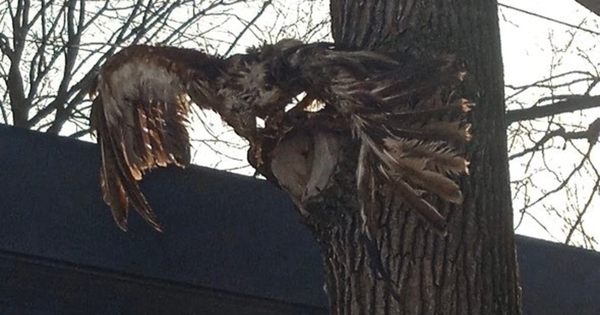 Мертвые белки и птицы обнаружены в парке Гагарина в Самаре Животные находились на деревьях