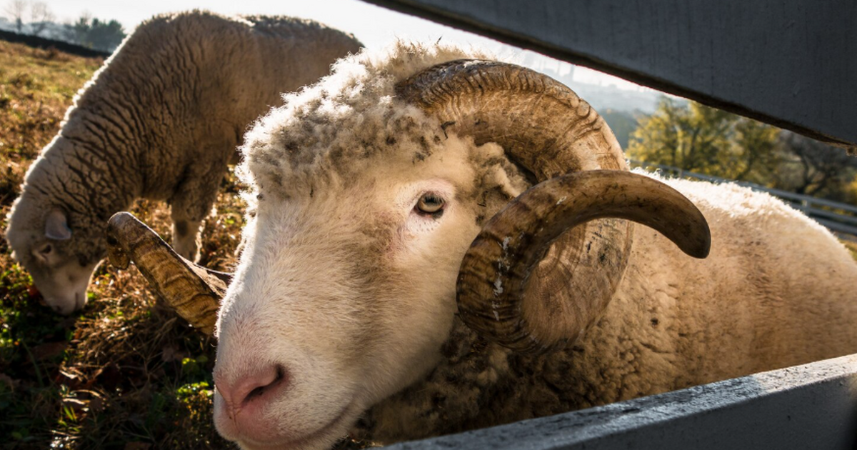 Три барана за диплом врача: что меняется в системе здравоохранения РФ В России сохраняются языковые экзамены для инос...