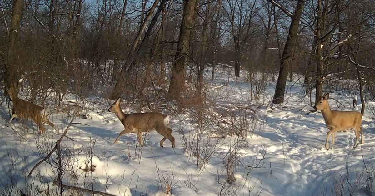 С приходом тепла леса становятся особенно уязви...