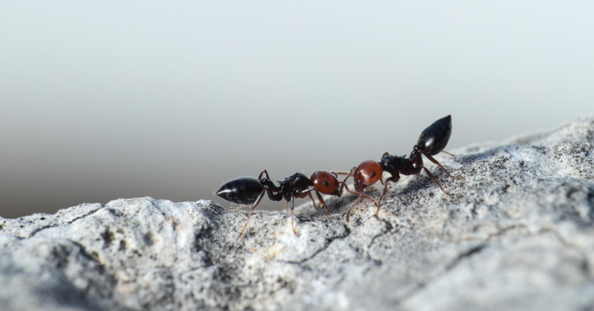 Учёные изучили брачные полёты муравьёв с помощью стрижей из аэропорта Испанские учёные изучили брачные полёты муравьё...
