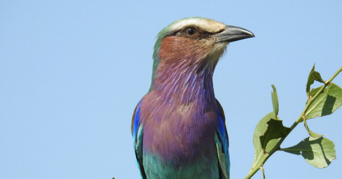 Орнитологи подтвердили существование нового вид...