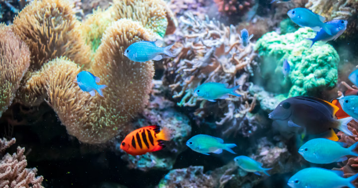 Учёные раскрыли поведение наутилусов в океане: ...