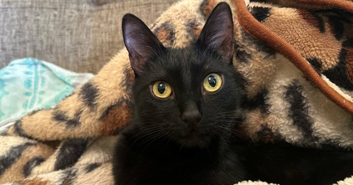 Почему кошка кусает во время ласки: сигнал, кот...