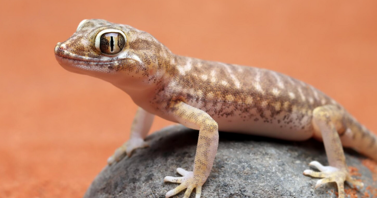 Учёные выявили, что клещи Hyalomma aegyptium, о...