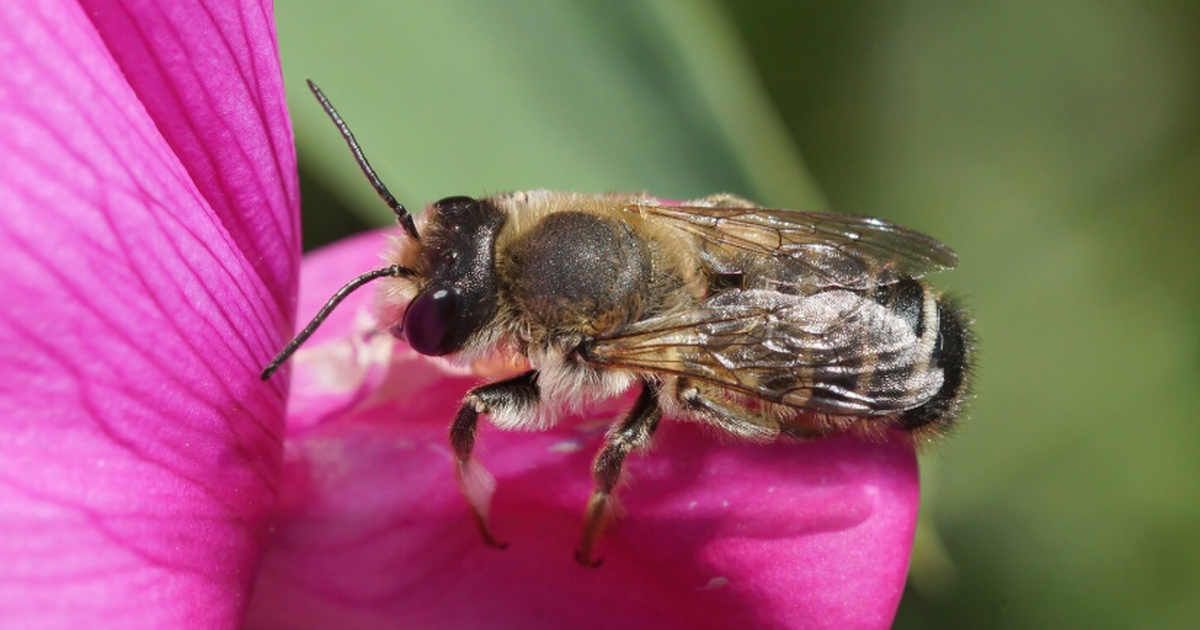 Биологи рассказали, как личинка осы обманывает старость организма Биологи обнаружили у крошечных ос-наездников ме...
