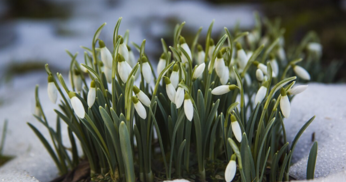 Майские 2026: короткие каникулы и дачная страте...
