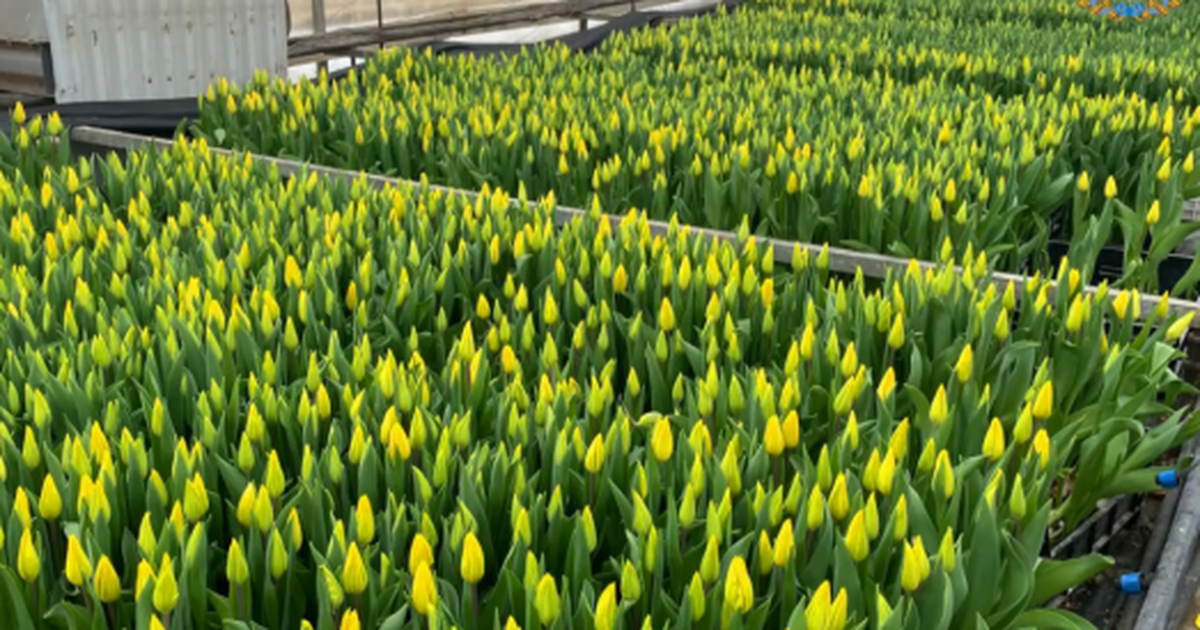 Цветы вырастили в питомнике «Зеленая контора» в...