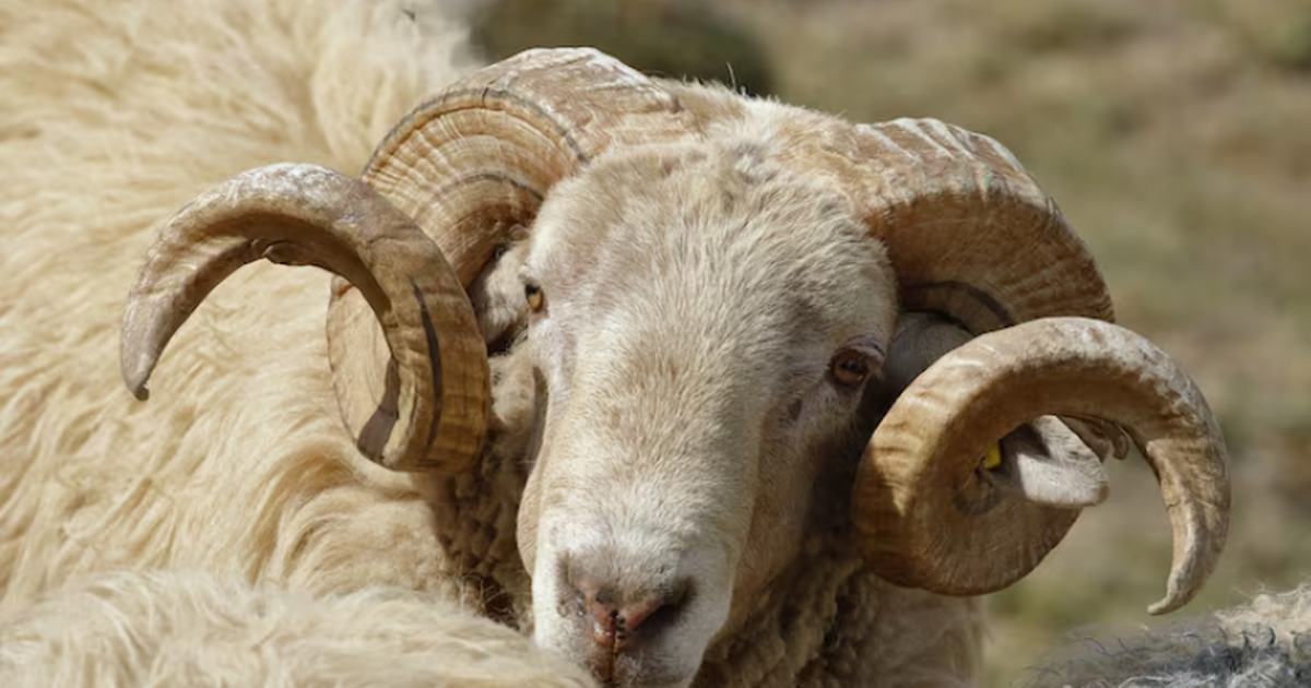 Учёные ЮНЦ РАН нашли в Нижнем Дону новый вид др...