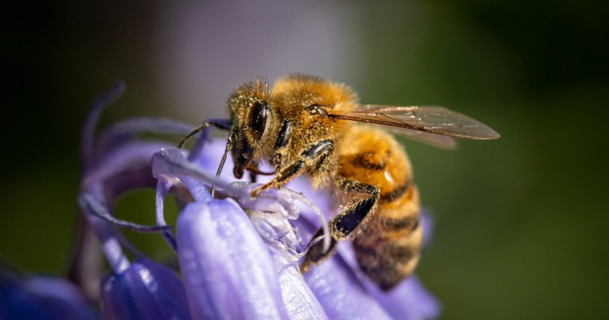 PNAS: вирусы делают пчелиных маток бесплодными и запускают «смену власти» Вирусные инфекции у пчелиных маток приводят к у...