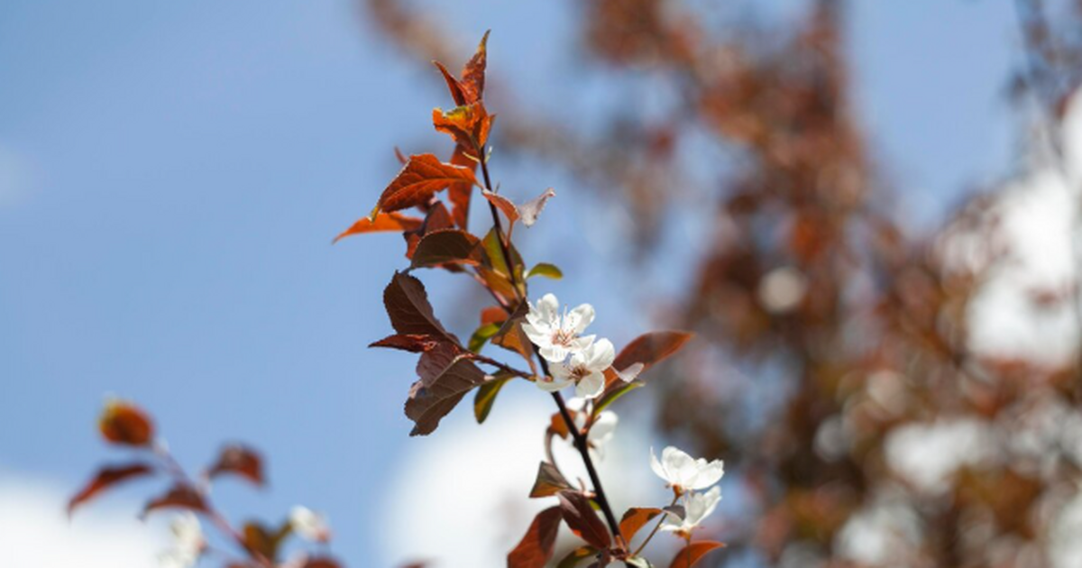 Майские 2026: короткие каникулы и дачный спринт...