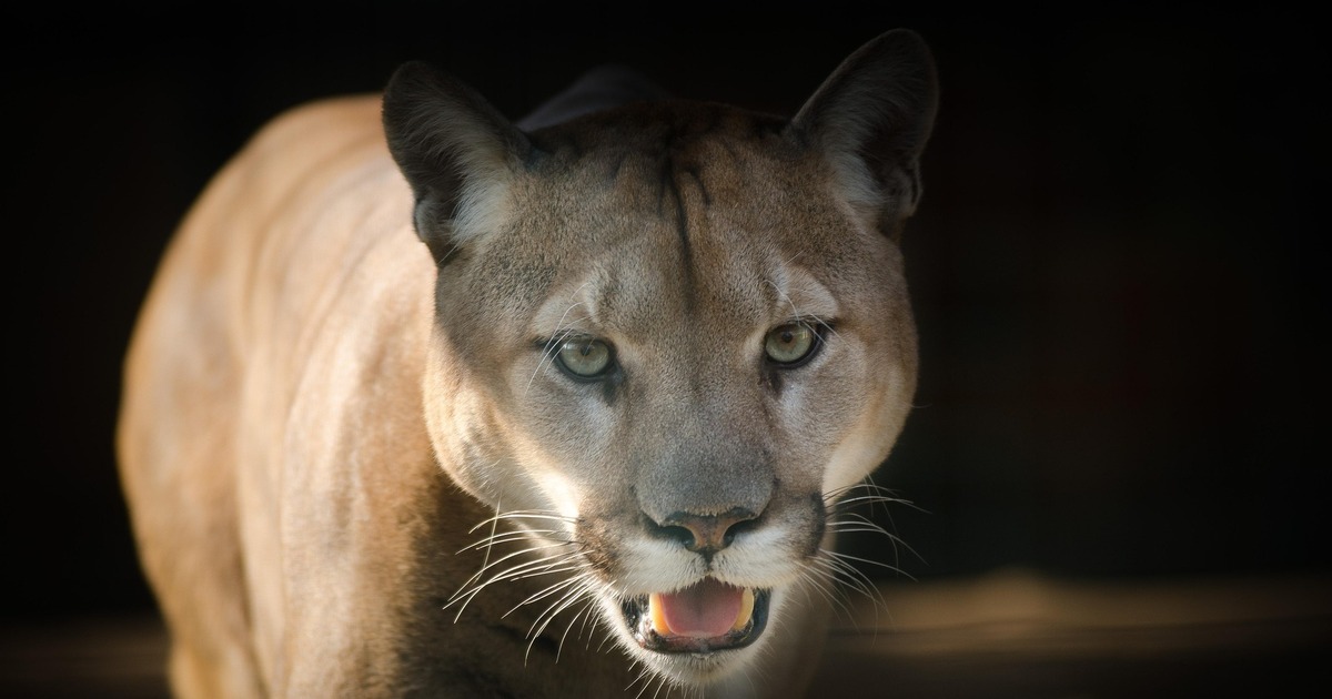 Юристы предупредили самарцев о штрафах до 100 тыс руб за экзотических питомцев Эксперт рассказала, какие животные включены в с...