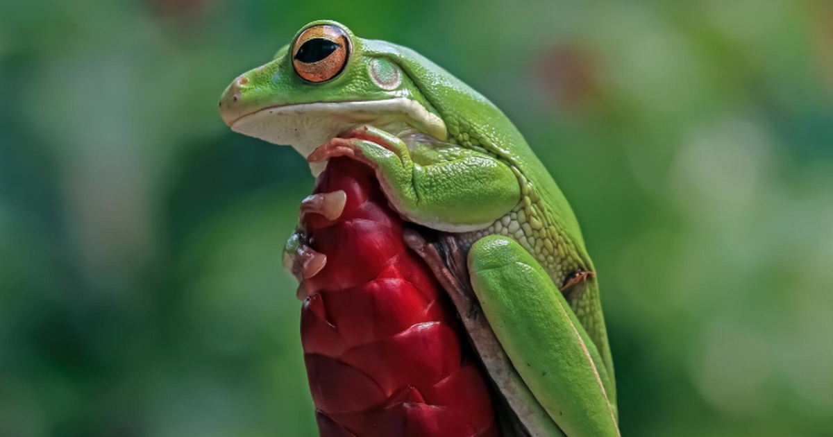 В Андах ученые обнаружили новый вид лягушек с ярко-красным брюхом Учёные в Эквадоре описали новый вид лягушек из ...