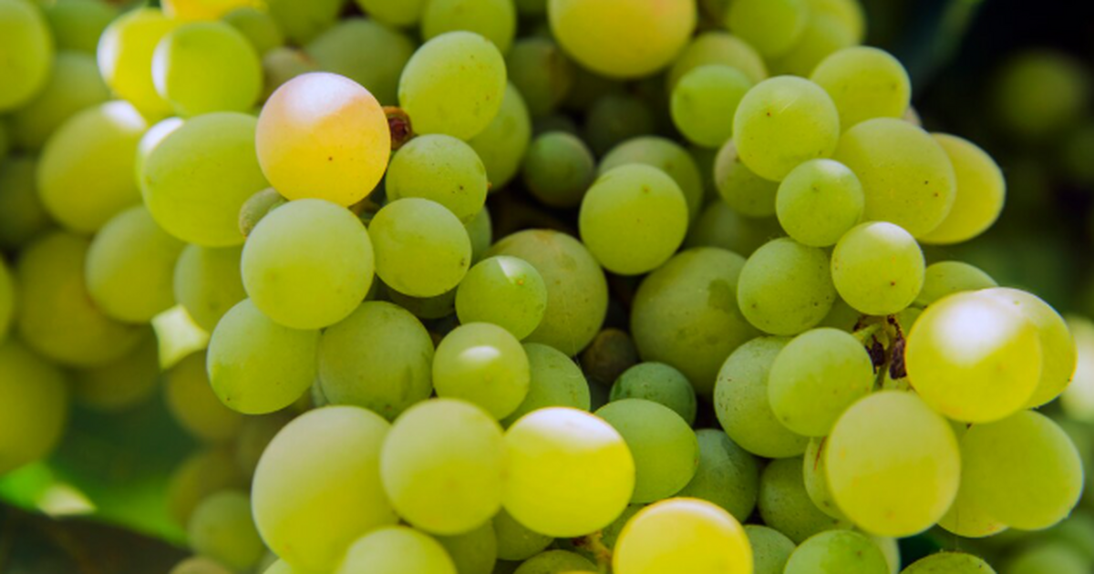 Ноябрь – решающий месяц для виноградника. Именн...