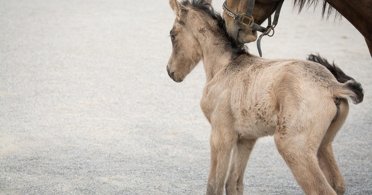 Ранее подобные технологии в российском коневодс...