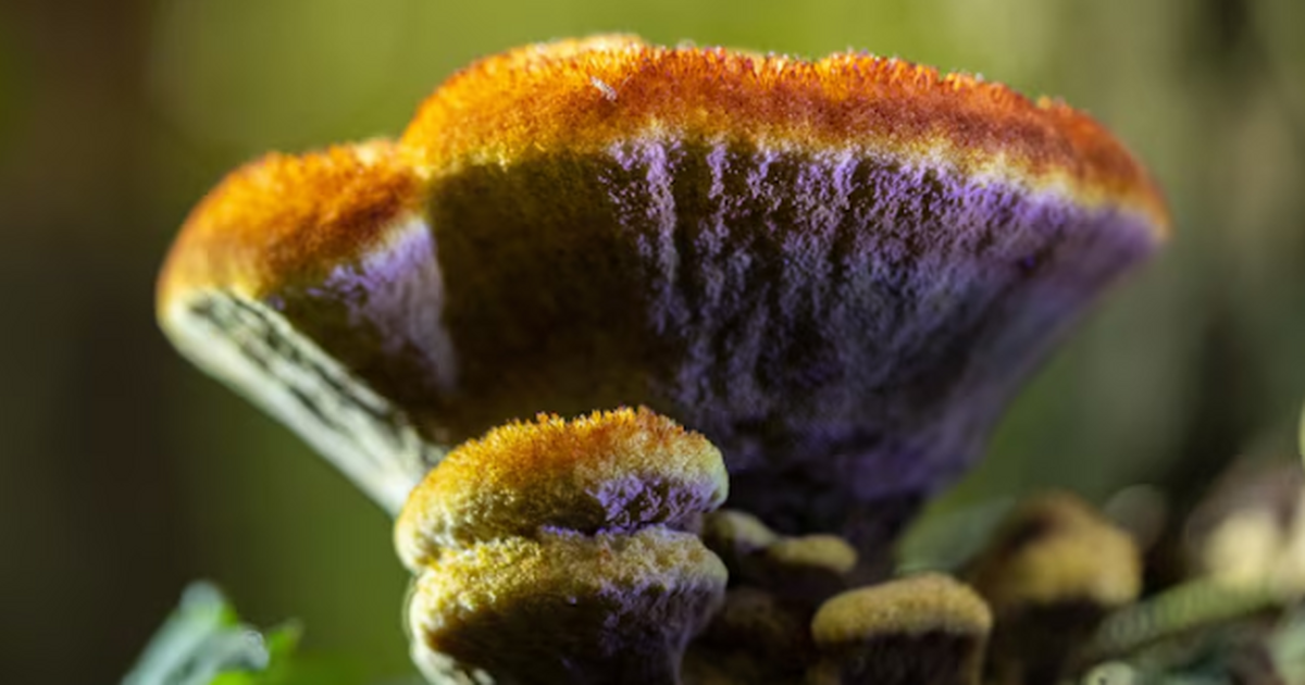 Группа исследователей из США и Германии обнаруж...