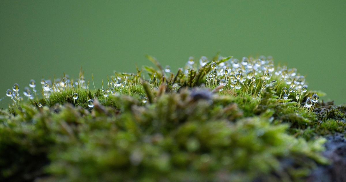 10 из них на архипелаге ранее не встречались