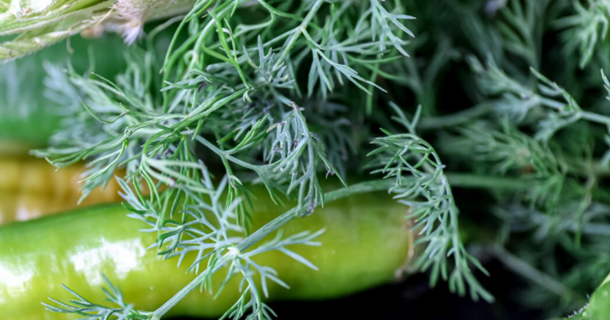 Сколько раз весной вместо пушистой «шапки» укро...