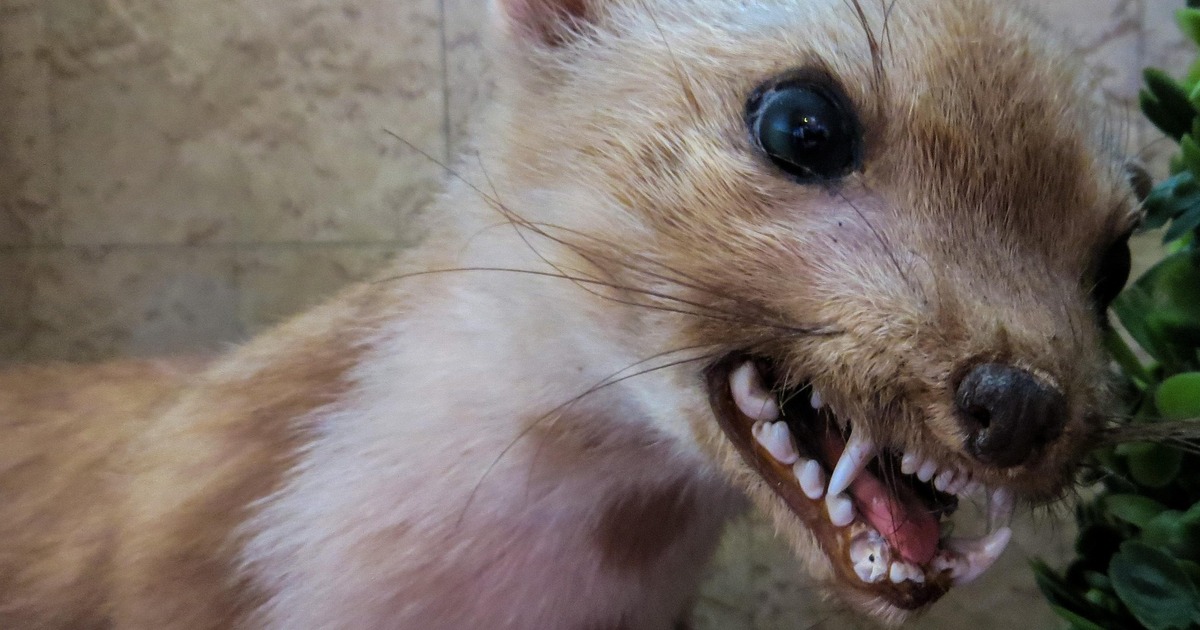 Очаг обнаружен на территории частного хозяйства...