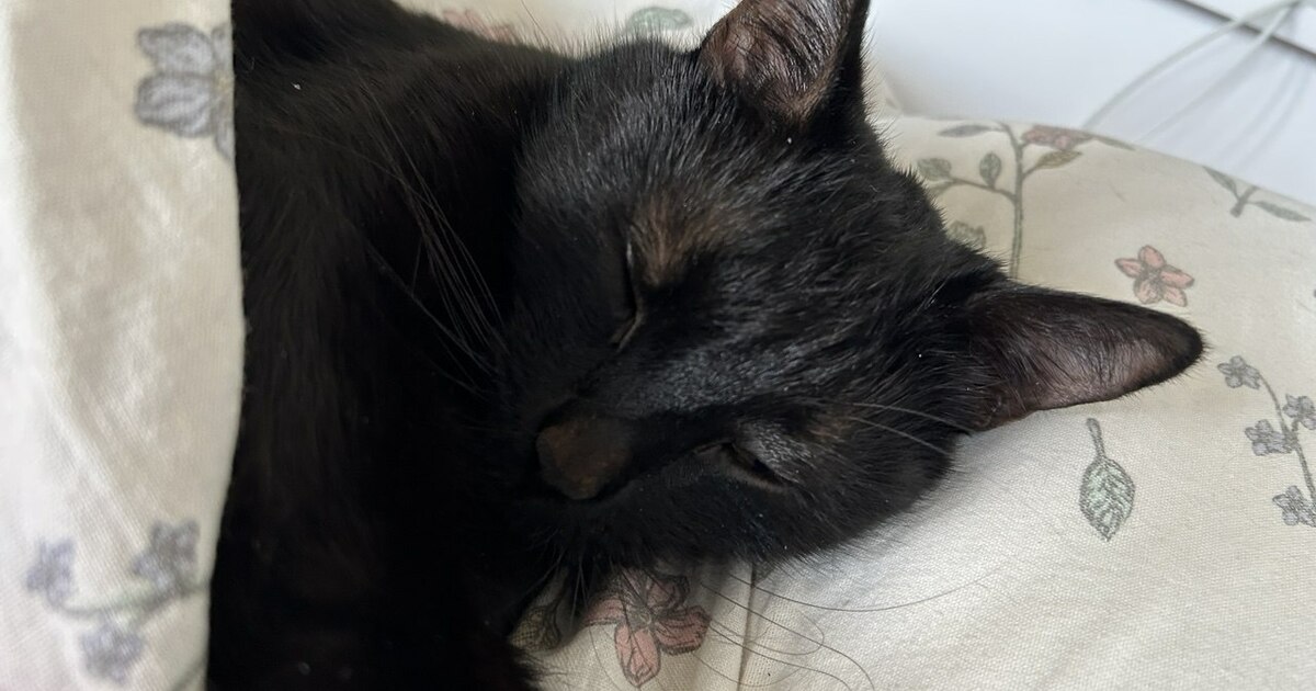 Врач Павлова объяснила, чем опасен совместный сон с животными Эндокринолог Зухра Павлова рассказала, может ли...