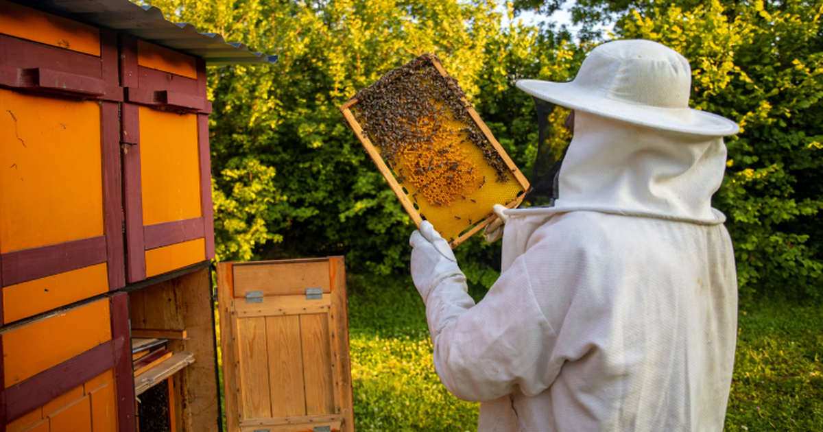 Медоносные пчёлы используют специальные «танцевальные площадки» внутри улья Исследование показало, что пчёлы Apis mellifera...