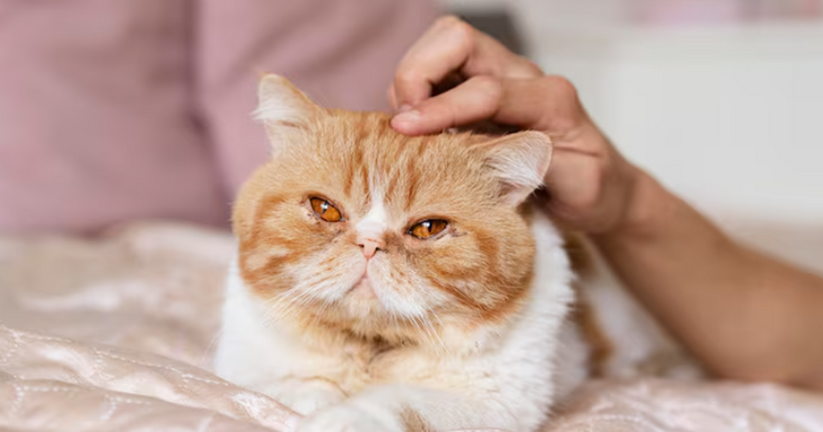 Мужчины, готовьтесь: кот будет орать 31 кот, 10...