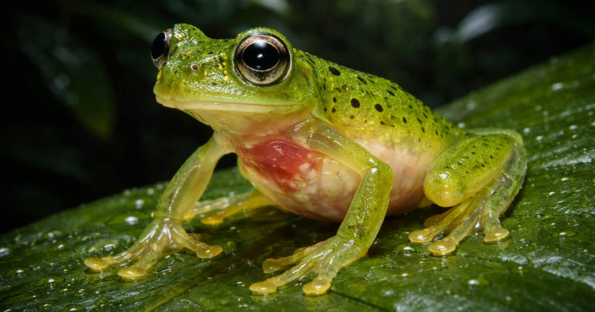 Ученые открыли новый вид стеклянных лягушек в Э...