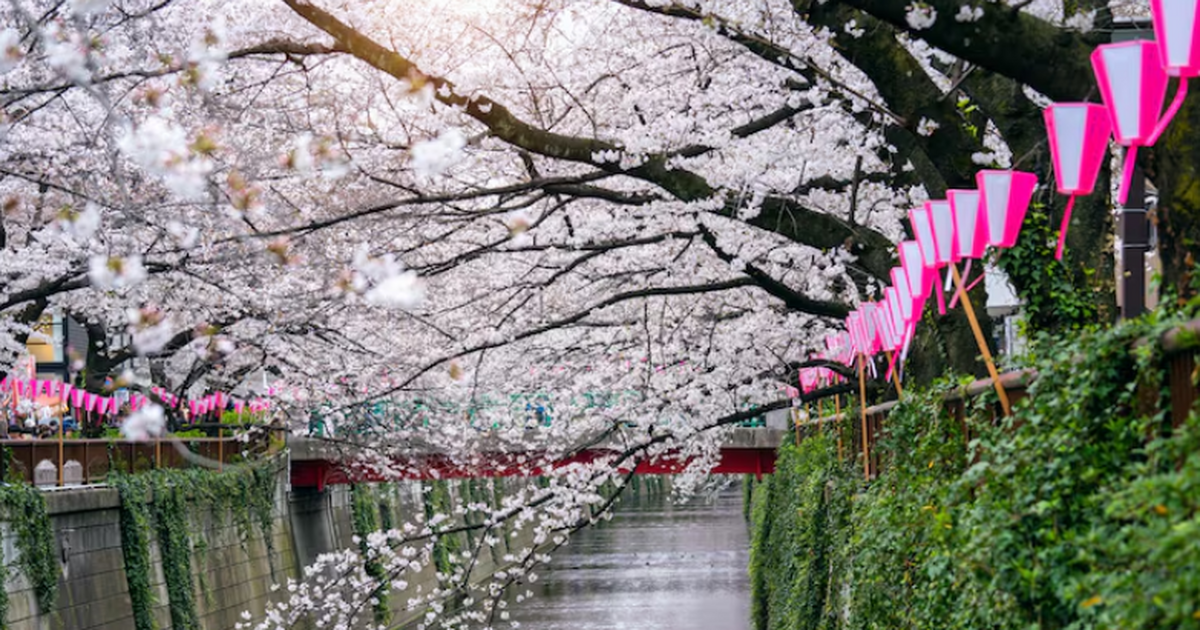 Японский город Фудзиесида отменил фестиваль сакуры из-за поведения туристов Город Фудзиесида отменил фестиваль сакуры из-за...