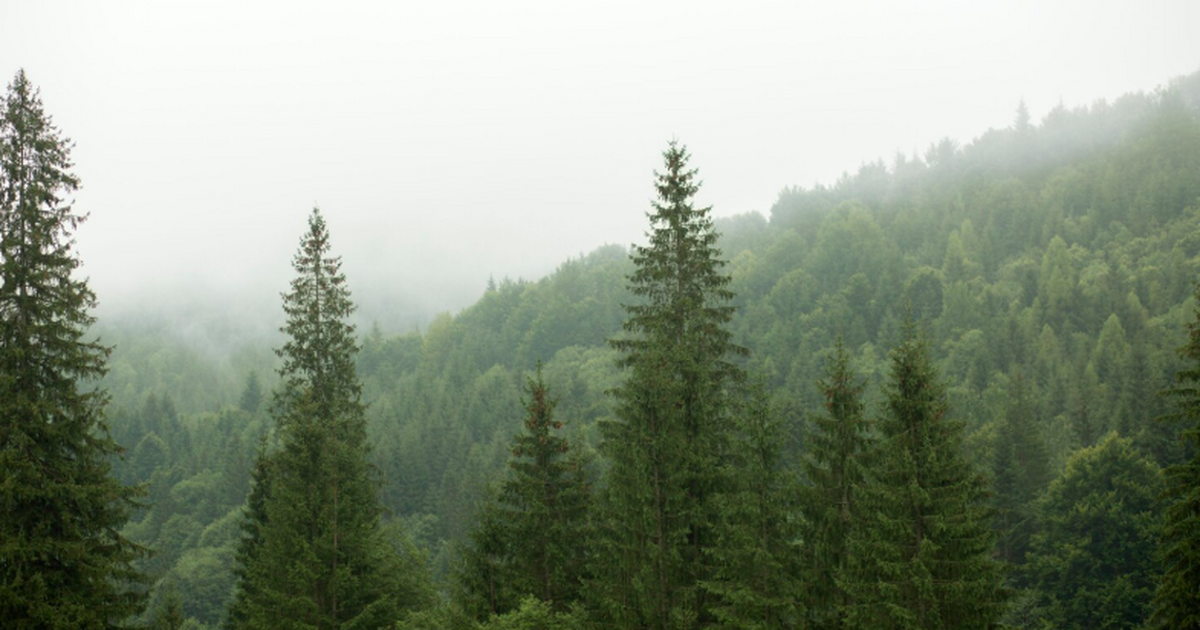 Мангровые леса страдают из-за резкого снижения уровня кислорода Исследования показывают, что в тропических манг...