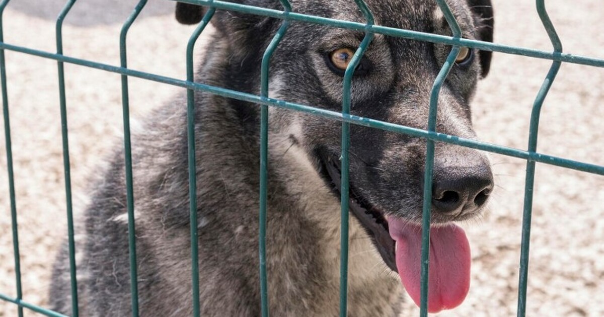 В Новосемейкино введен карантин В посёлке Новосемейкино Красноярского района Са...