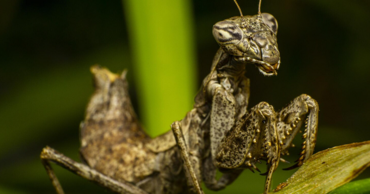 Ученые обнаружили семь новых видов цикадок в Африке Ученые выявили в Уганде семь новых видов цикадо...