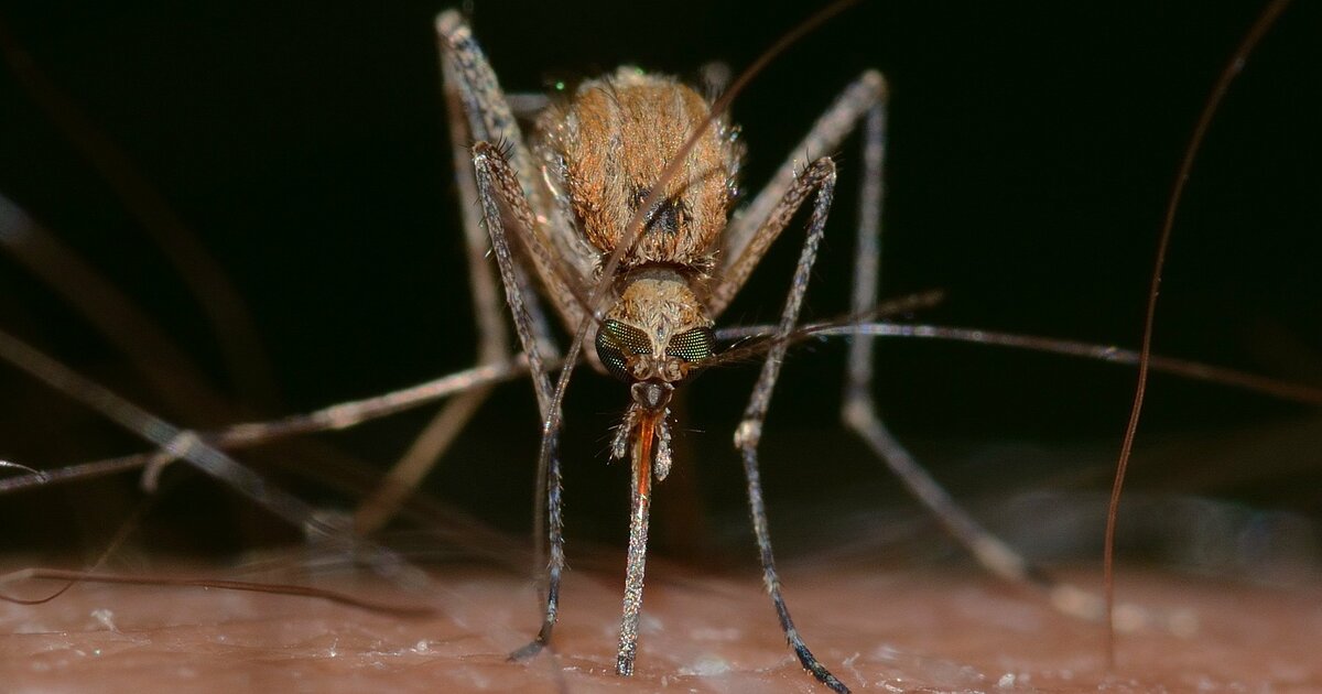 Комары могут быть переносчиками опасных заболев...