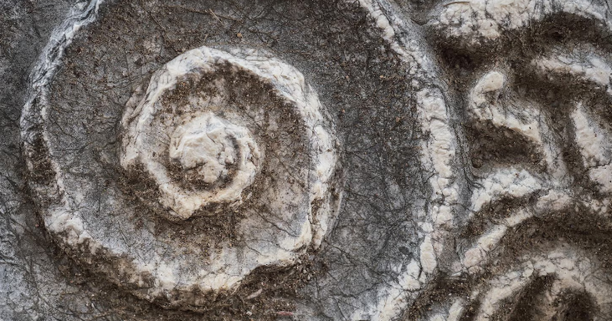 В Пекине выявлены следы амфибий среднеюрского п...