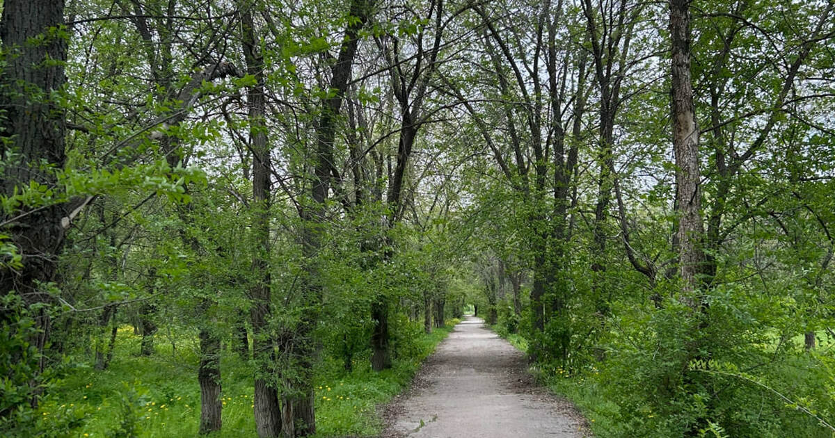 У Самары хотят изъять 7,5 тыс. га леса из-за спорного генплана 2008 года Прокуратура и Минприроды Самарской области доби...