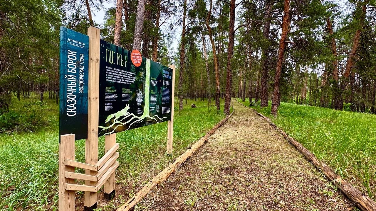 В Самарской области открыли новую обустроенную экотропу в Бузулукском бору Здесь можно увидеть танцующий лес и "ведьмину м...