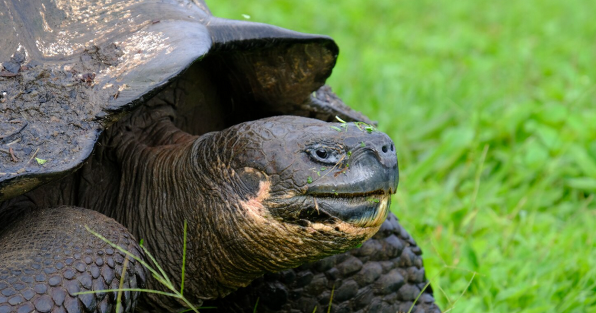 В Чехии описан древний вид черепах Manouria morla раннего миоцена Ученые описали новый вид черепах рода Manouria ...