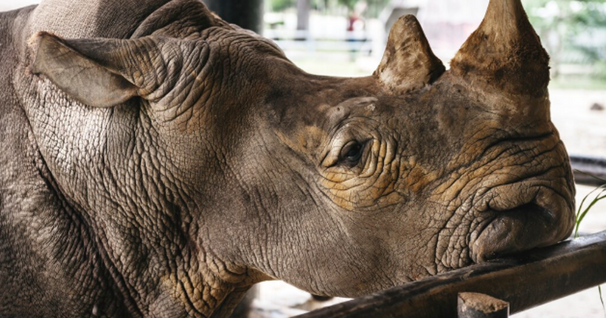 Исследователи секвенировали полный геном шерсти...