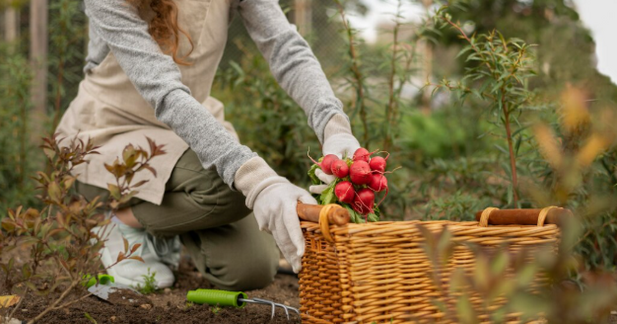 От сорта картофеля зависит не только урожайност...