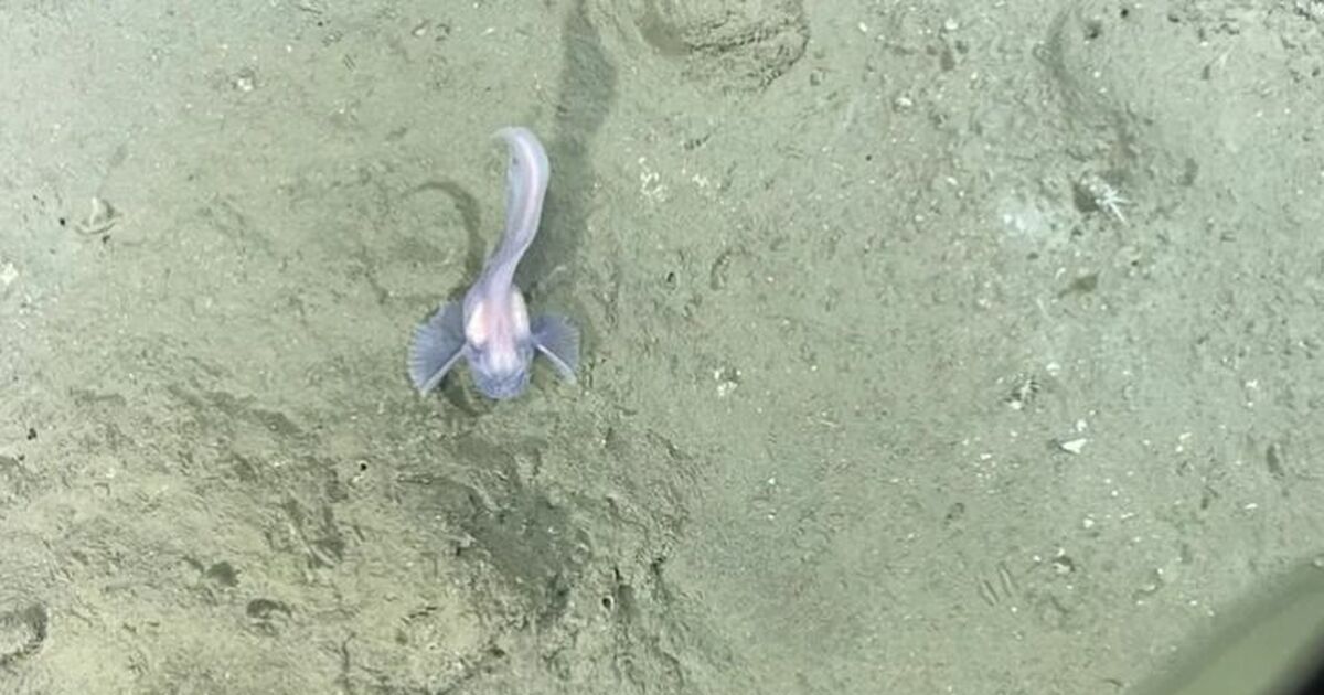 Японская экспедиция задокументировала 30 тысяч глубоководных организмов Найдены доселе неизвестные обитатели океанских ...