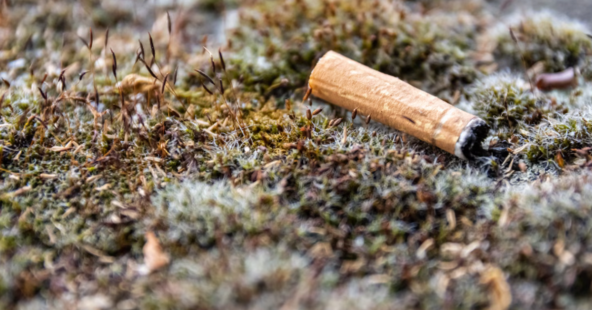 Прошло исследование: окурки превращаются в микропластик и портят почву Исследование Naked Science показало, что пласти...