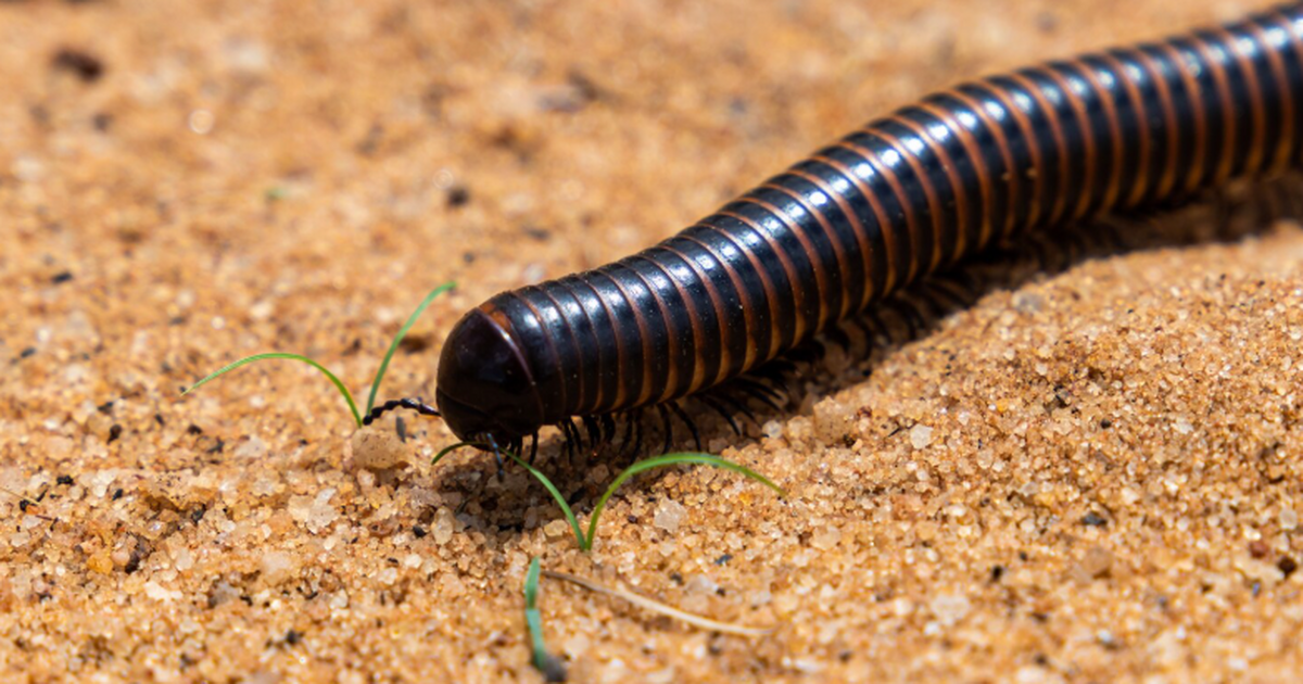 Студент из ЮАР нашел под камнем новый вид Perip...