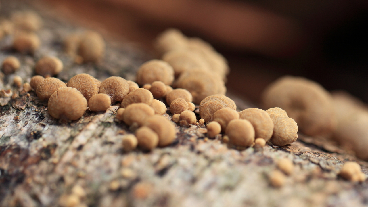 Смертоносный грибок Aspergillus является угрозой для миллионов людей Он опасен для людей с ослабленным иммунитетом и...