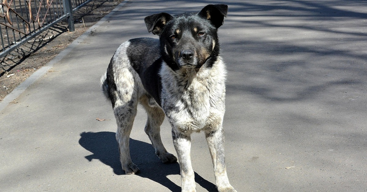 Компенсация взыскана по решению суда с админист...