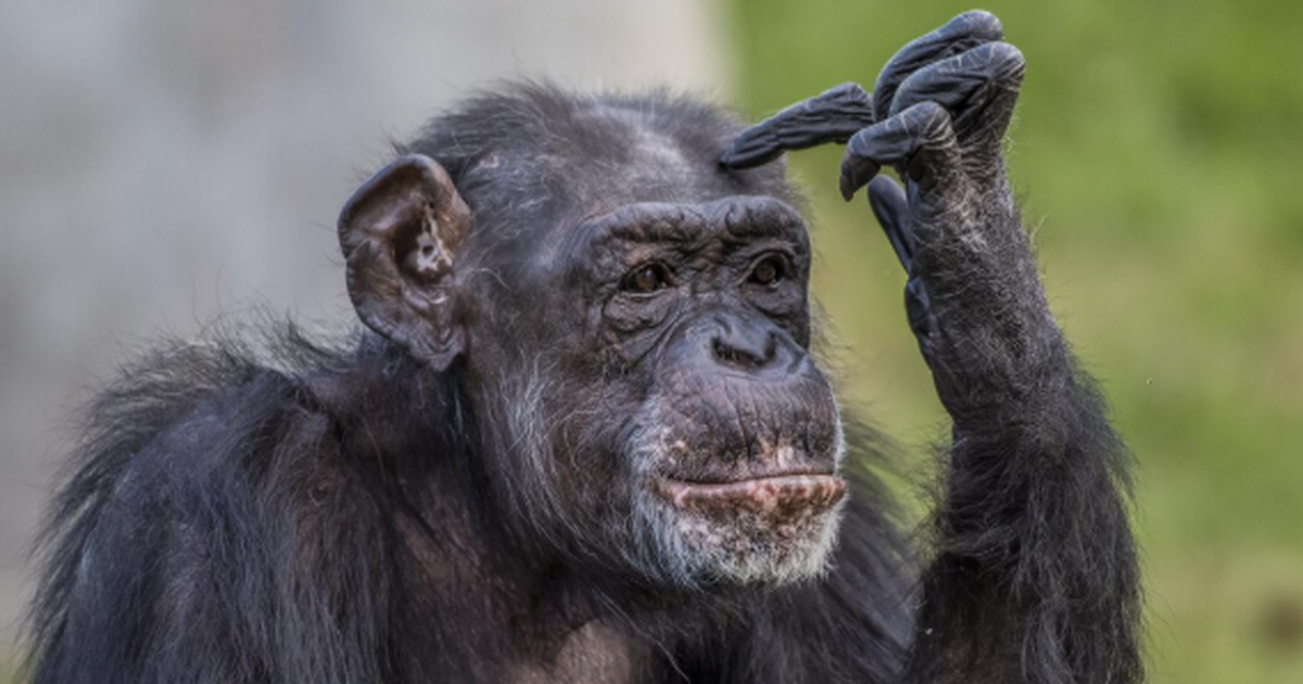 Ученые из Бельгии и Нидерландов провели сравнит...